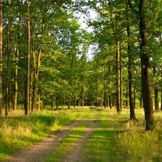 Springtime forest computer wallpaper