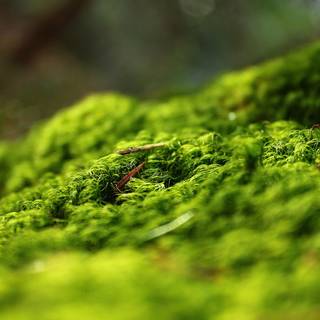 Springtime forest computer wallpaper