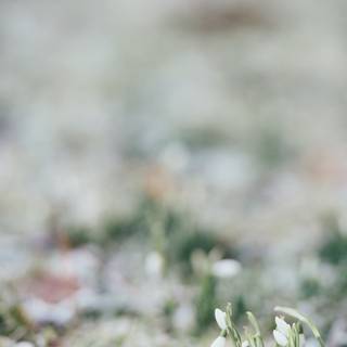 Early spring iPad wallpaper