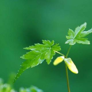 Early spring iPad wallpaper