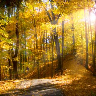 Springtime forest computer wallpaper