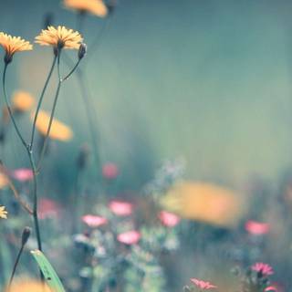 Springtime computer wallpaper