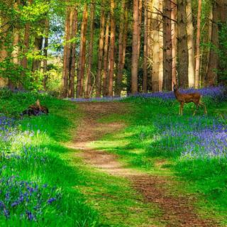 Springtime forest computer wallpaper