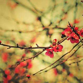 Early spring iPad wallpaper