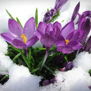 Early spring iPad wallpaper