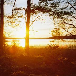 Springtime forest computer wallpaper