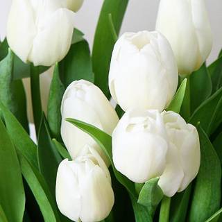 Early spring iPad wallpaper