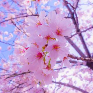 Early spring iPad wallpaper