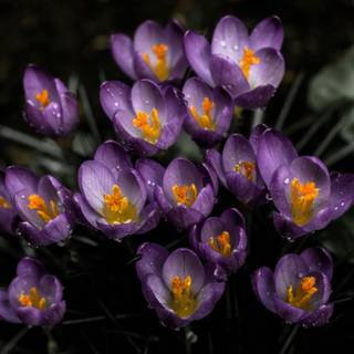 Early spring iPad wallpaper