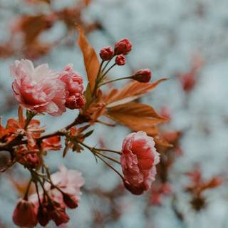 Hello spring laptop wallpaper