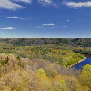 Springtime forest computer wallpaper