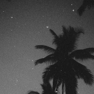 Aesthetic dark trees wallpaper