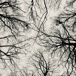 Aesthetic dark trees wallpaper