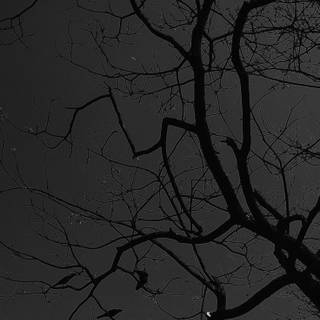 Aesthetic dark trees wallpaper