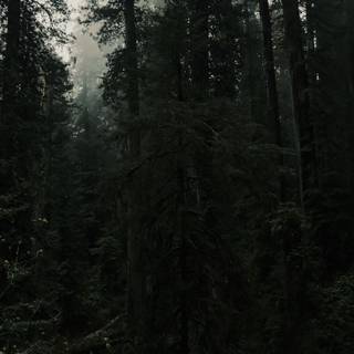 Aesthetic dark trees wallpaper