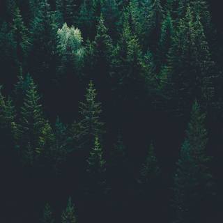 Aesthetic dark trees wallpaper