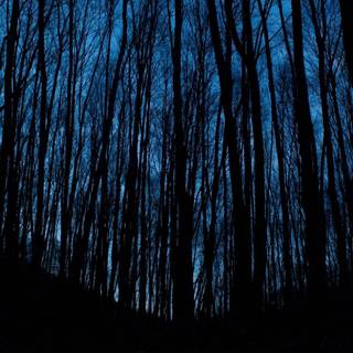 Aesthetic dark trees wallpaper