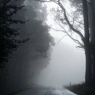 Aesthetic dark trees wallpaper