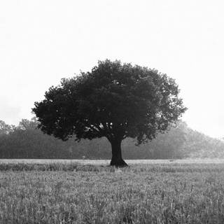 Aesthetic dark trees wallpaper