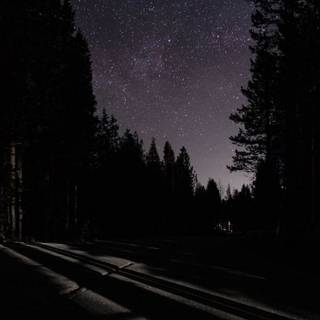 Aesthetic dark trees wallpaper