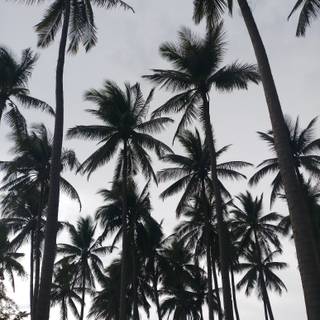 Aesthetic dark trees wallpaper