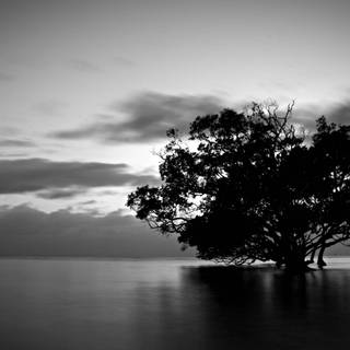 Aesthetic dark trees wallpaper