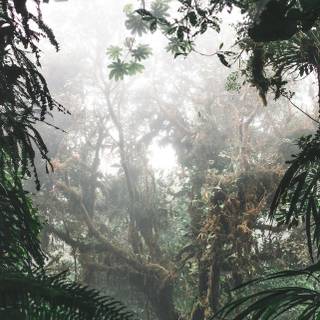 Aesthetic dark trees wallpaper