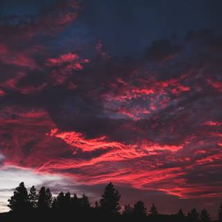 Aesthetic dark trees wallpaper