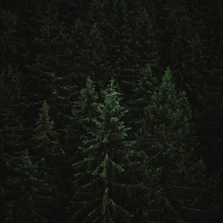 Aesthetic dark trees wallpaper