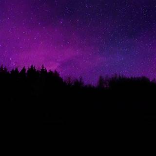 Aesthetic dark trees wallpaper