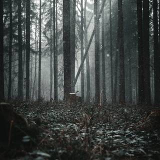 Aesthetic dark trees wallpaper