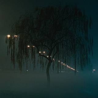 Aesthetic dark trees wallpaper