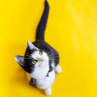 Yellow cats wallpaper