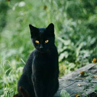 Dark cat iPhone wallpaper