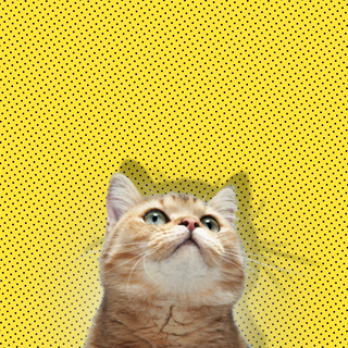 Yellow cats wallpaper
