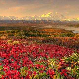 Tundra Biomes wallpaper