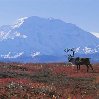 Tundra Biomes wallpaper