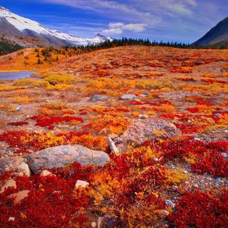 Tundra Biomes wallpaper