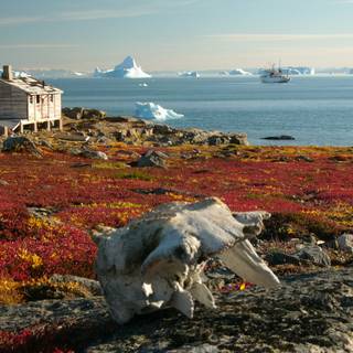 Tundra Biomes wallpaper