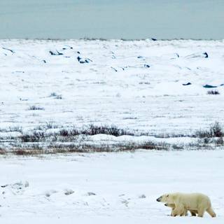 Tundra Biomes wallpaper
