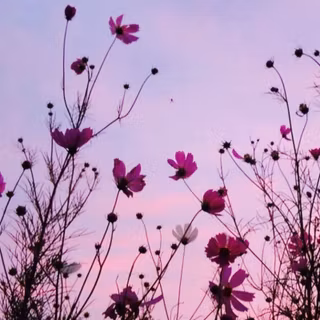 Aesthetic purple spring wallpaper