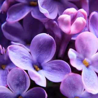 Aesthetic purple spring wallpaper