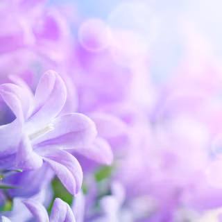 Aesthetic purple spring wallpaper