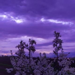 Aesthetic purple spring wallpaper