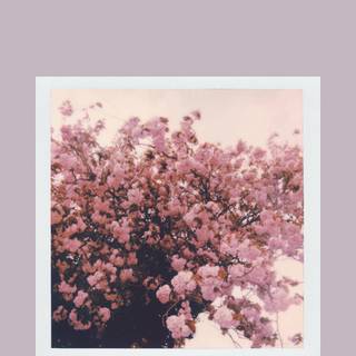 Aesthetic purple spring wallpaper