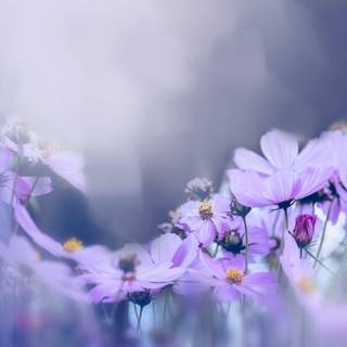 Aesthetic purple spring wallpaper