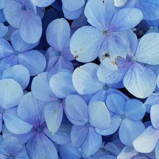 Bloom spring wallpaper