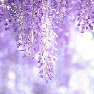 Spring aesthetic purple wallpaper