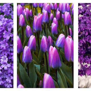 Spring aesthetic purple wallpaper