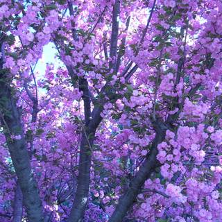 Spring aesthetic purple wallpaper